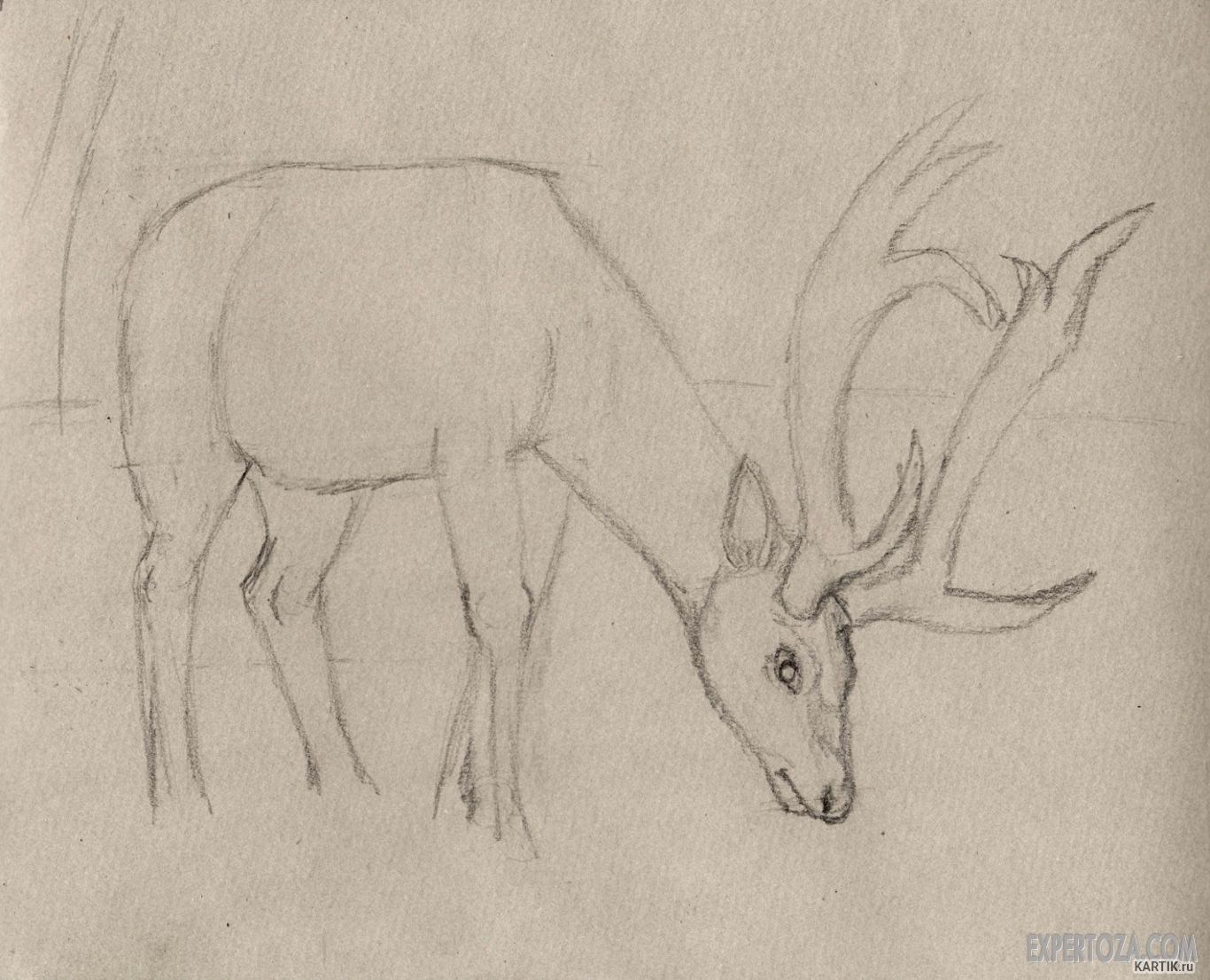 Животное рисунок 7 класс. Рисунки животных карандашом для срисовки. Анималистический рисунок легкий. Олень рисунок карандашом для срисовки. Рисунок оленя для срисовки.