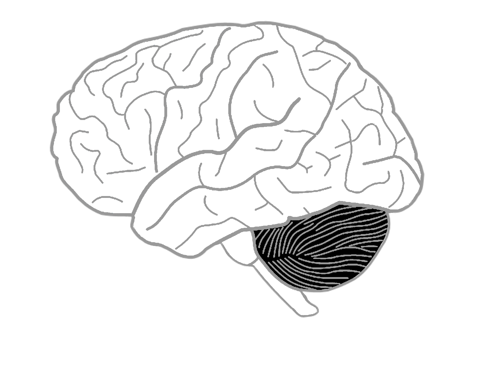 Мозги пустые. Контур мозга человека. Мозг очертания. Мозг трафарет.