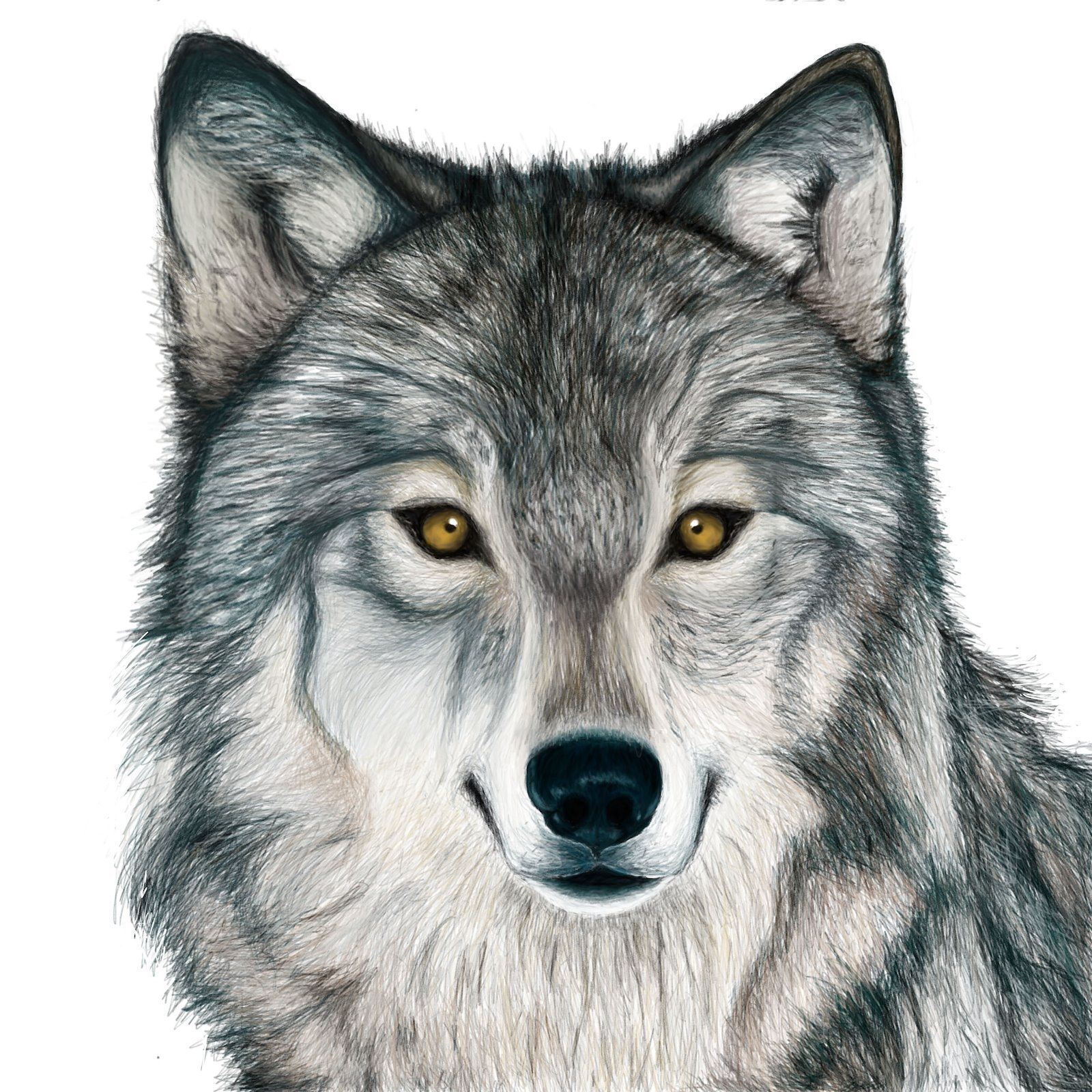 Цветные картинки волка. Волк рисунок. Морда волка рисунок. Морда волка мультяшная. Морда волка для детей.