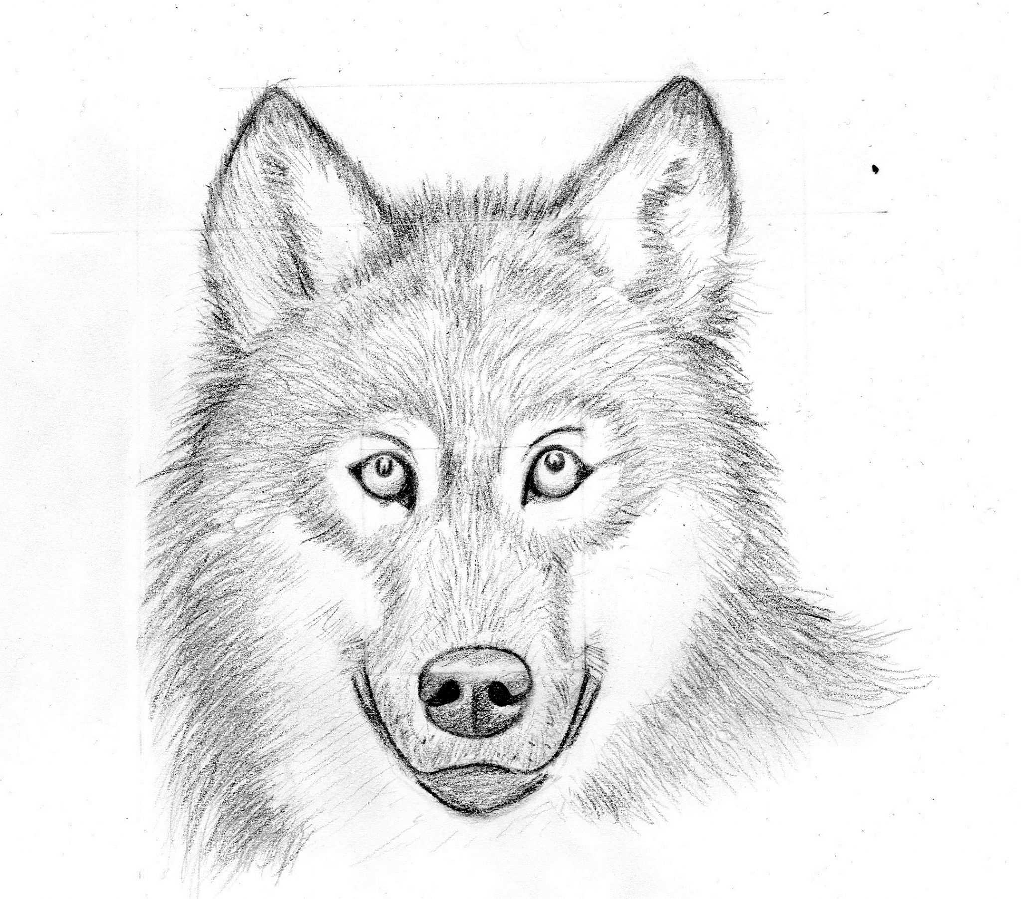 Волк поэтапно для детей. Рисунки Волков карандашом. Волк простым карандашом. Волк для рисования. Иголка рисунок карандашом.