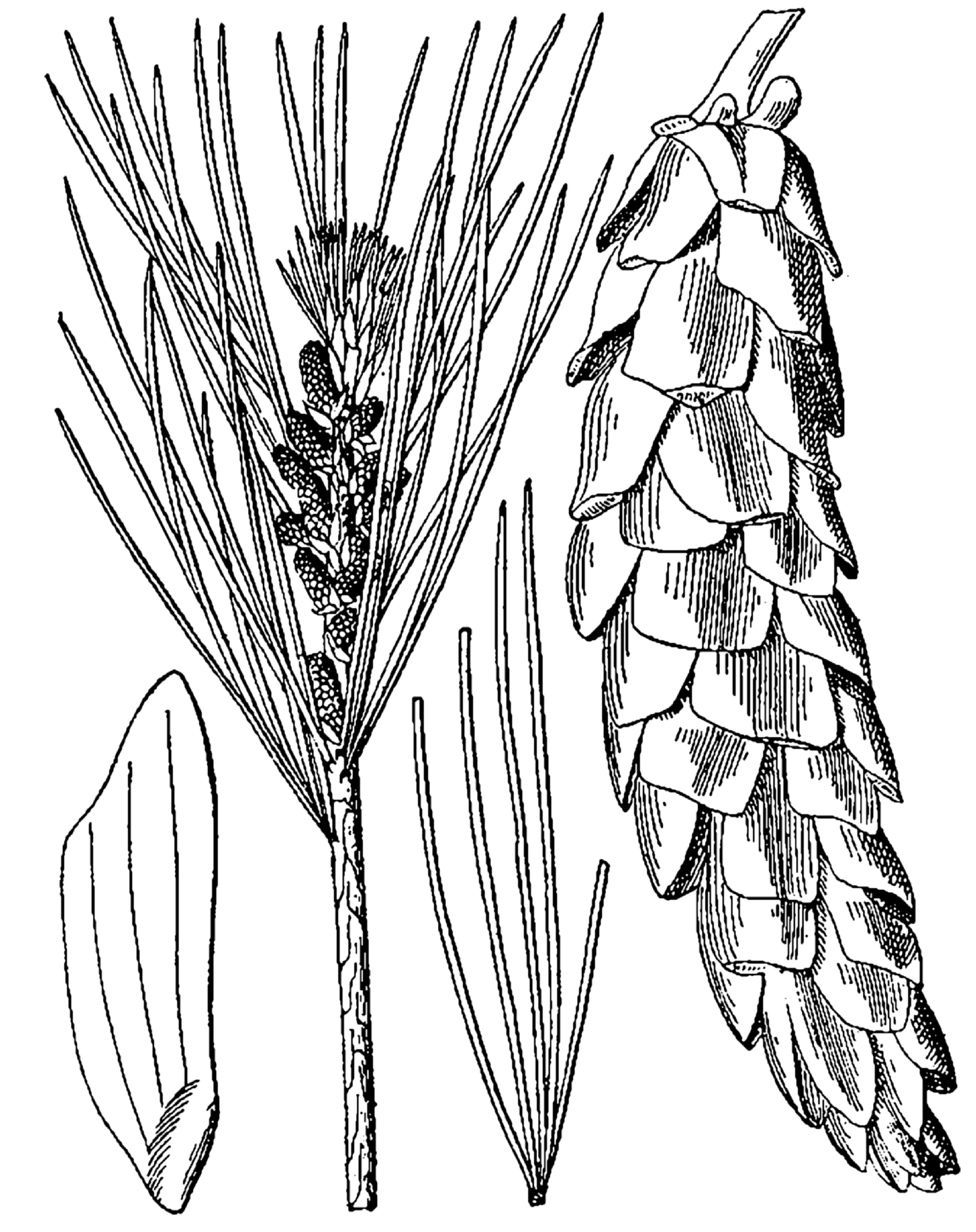 Семян хвойных рисунок