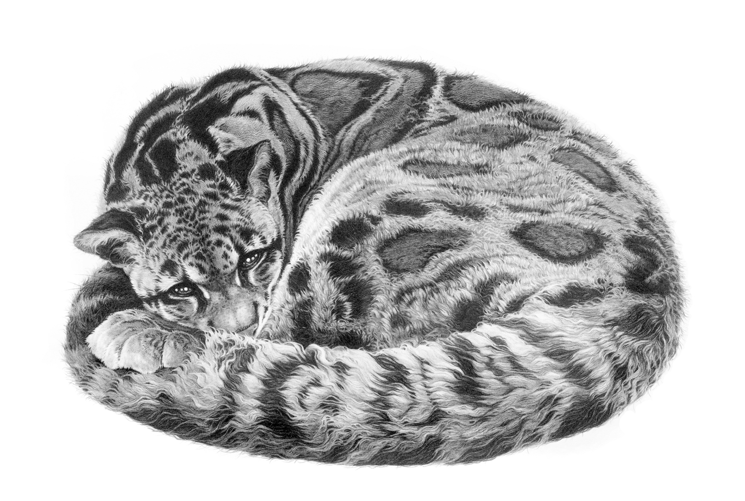 Рисунок дикой кошки. Манул рисунок. Дымчатый леопард. Рисунки диких кошек. Раскраска Дикие кошки.