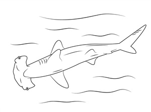 Акула молот раскраска