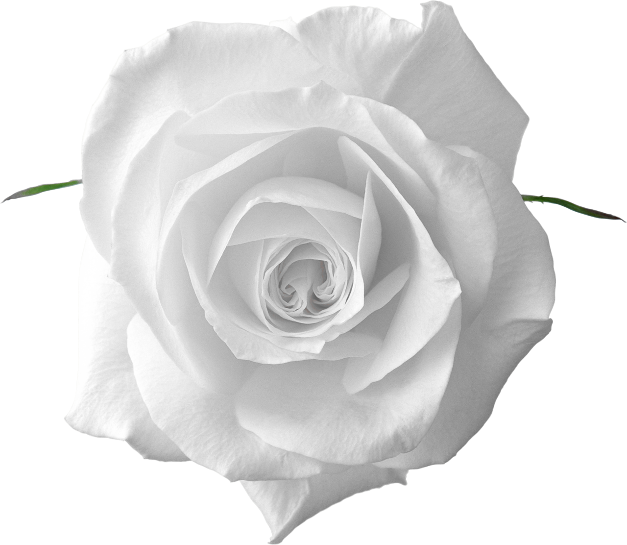 Белый рисунок на прозрачном фоне. Белые розы на белом фоне. Белые розы на прозрачном фоне. Белая розна белом фоне. Розочка белая на белом фоне.