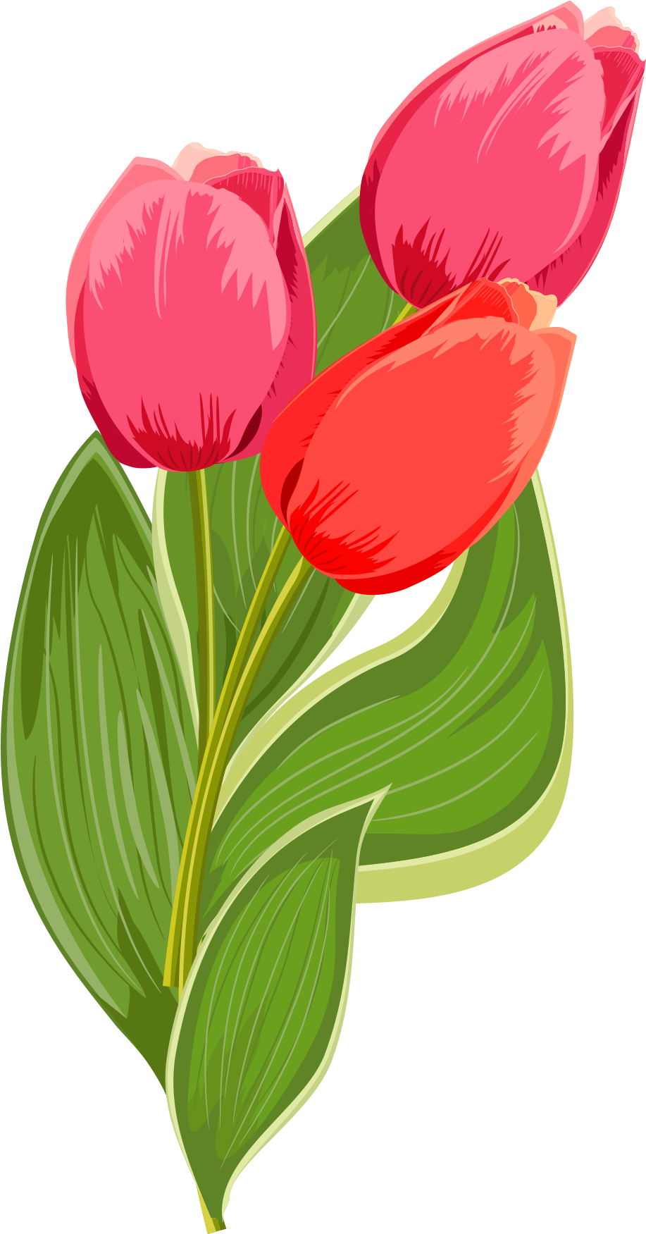 Tulip картинка для детей