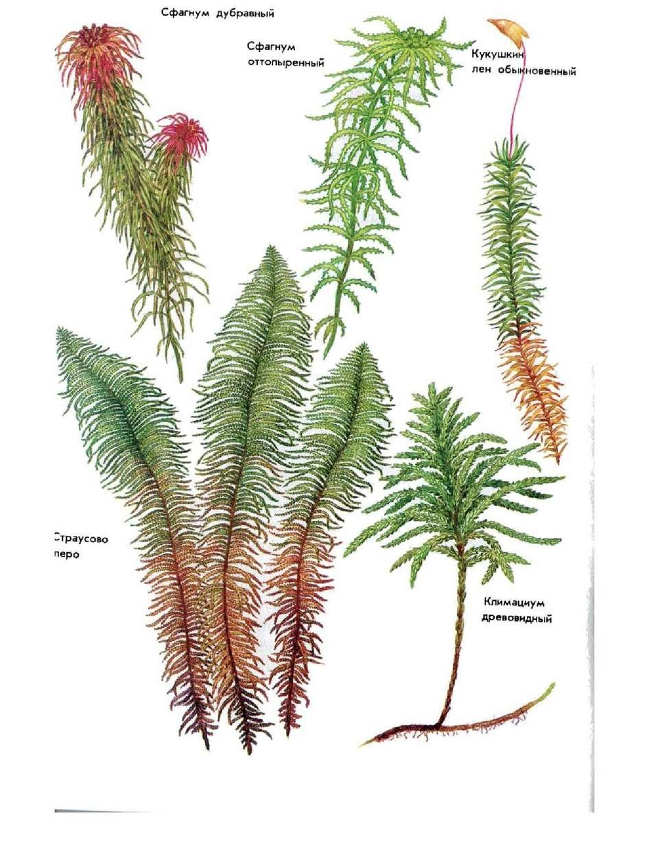 Рисунок растения мха. Кукушкин лен и сфагнум. Ламинария и Кукушкин лен. Сфагнум обыкновенный. Строение мха Кукушкин лен и сфагнум.