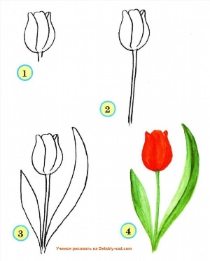 Тюльпаны простым карандашом