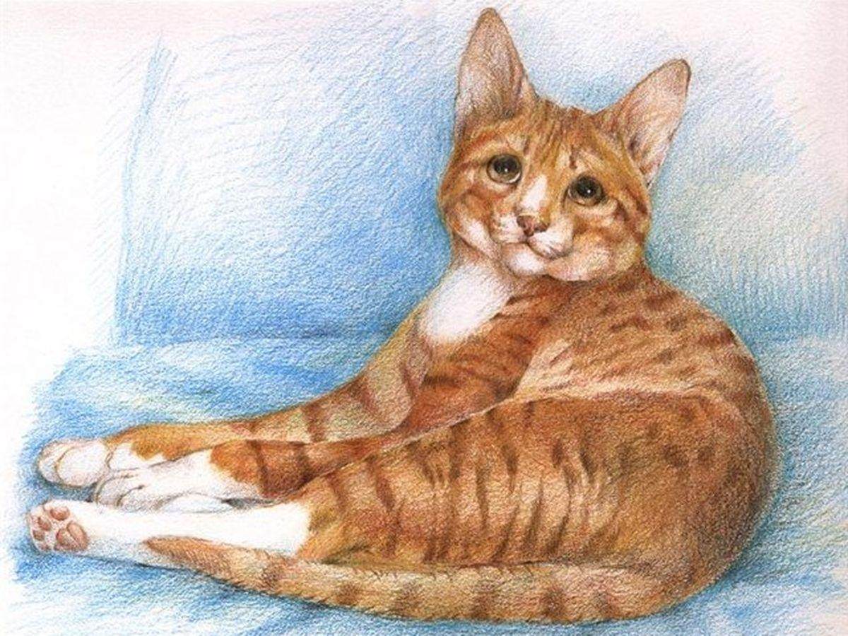 Рисунок кота цветными карандашами