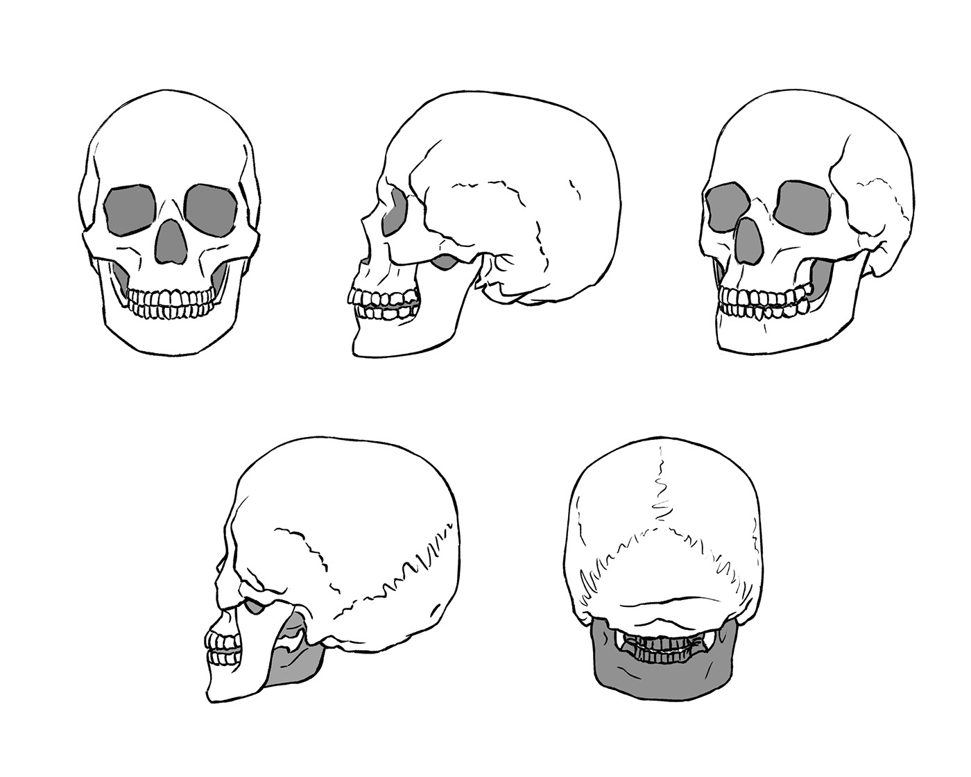 Череп человека нарисовать карандашом