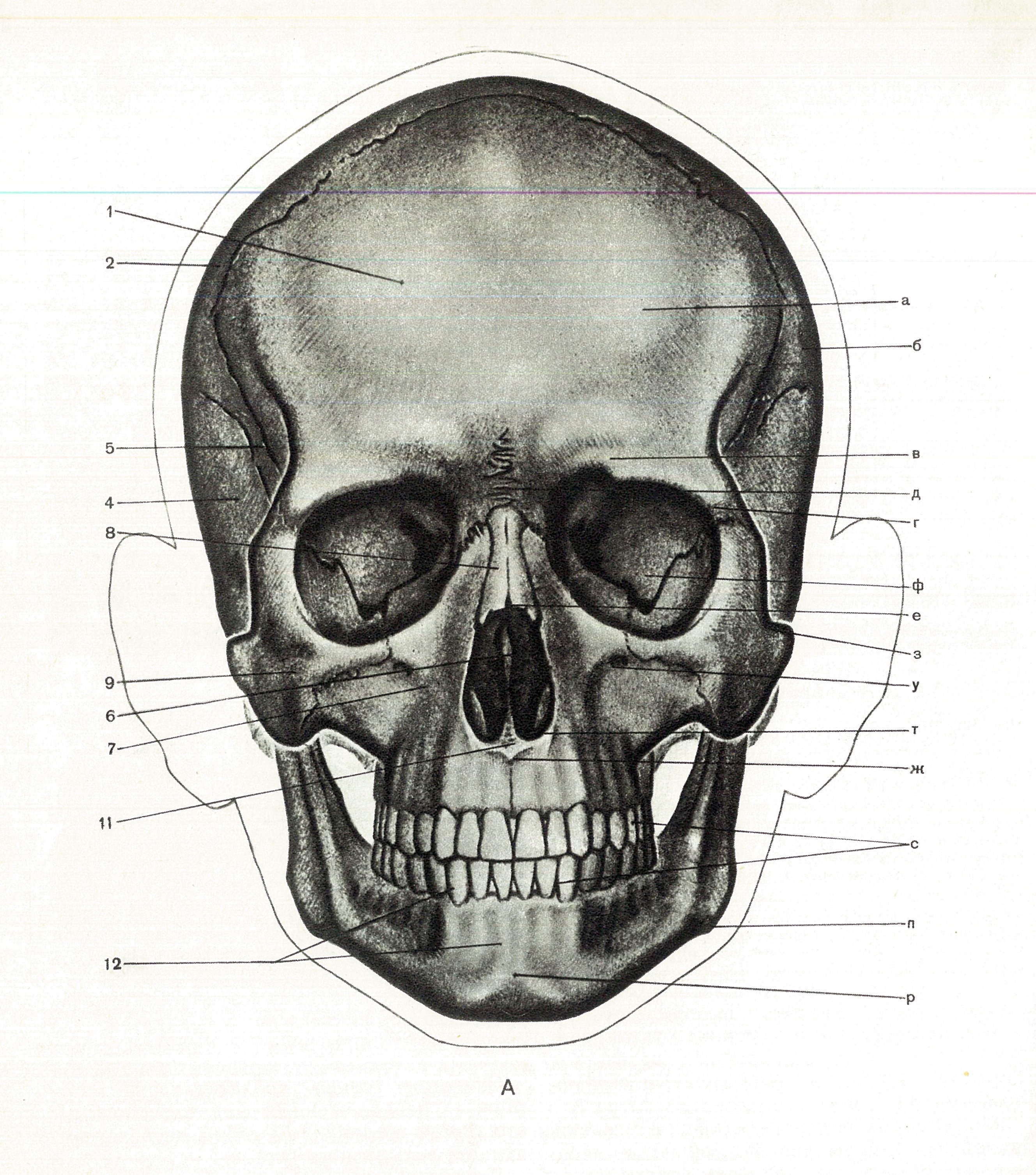 Строение черепа рисунок