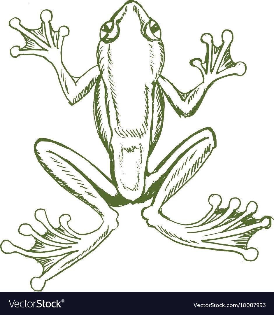 Рисунок лягушки для срисовки легкие