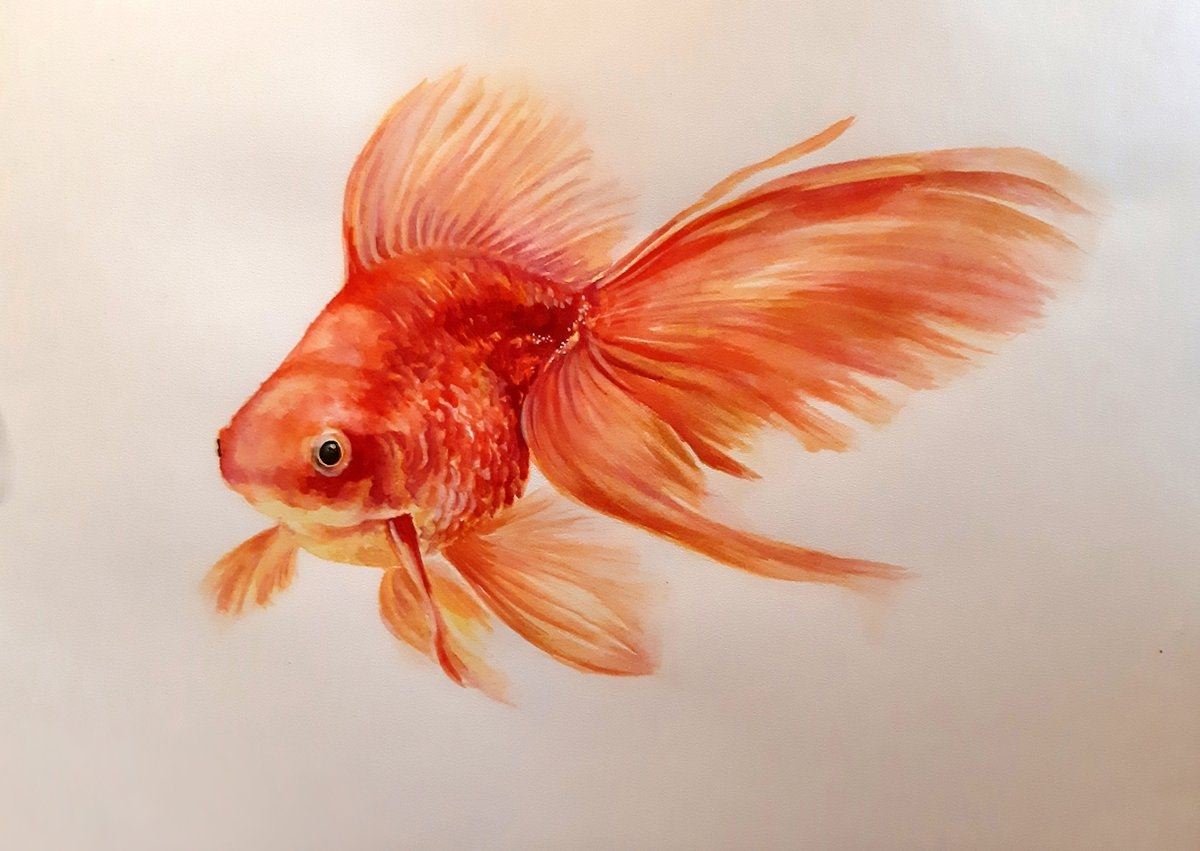 Золотая рыбка правильно. Рисование Золотая рыбка. Нарисовать золотую рыбку. Золотая рыбка акварельными карандашами. Золотая рыбка карандашом.