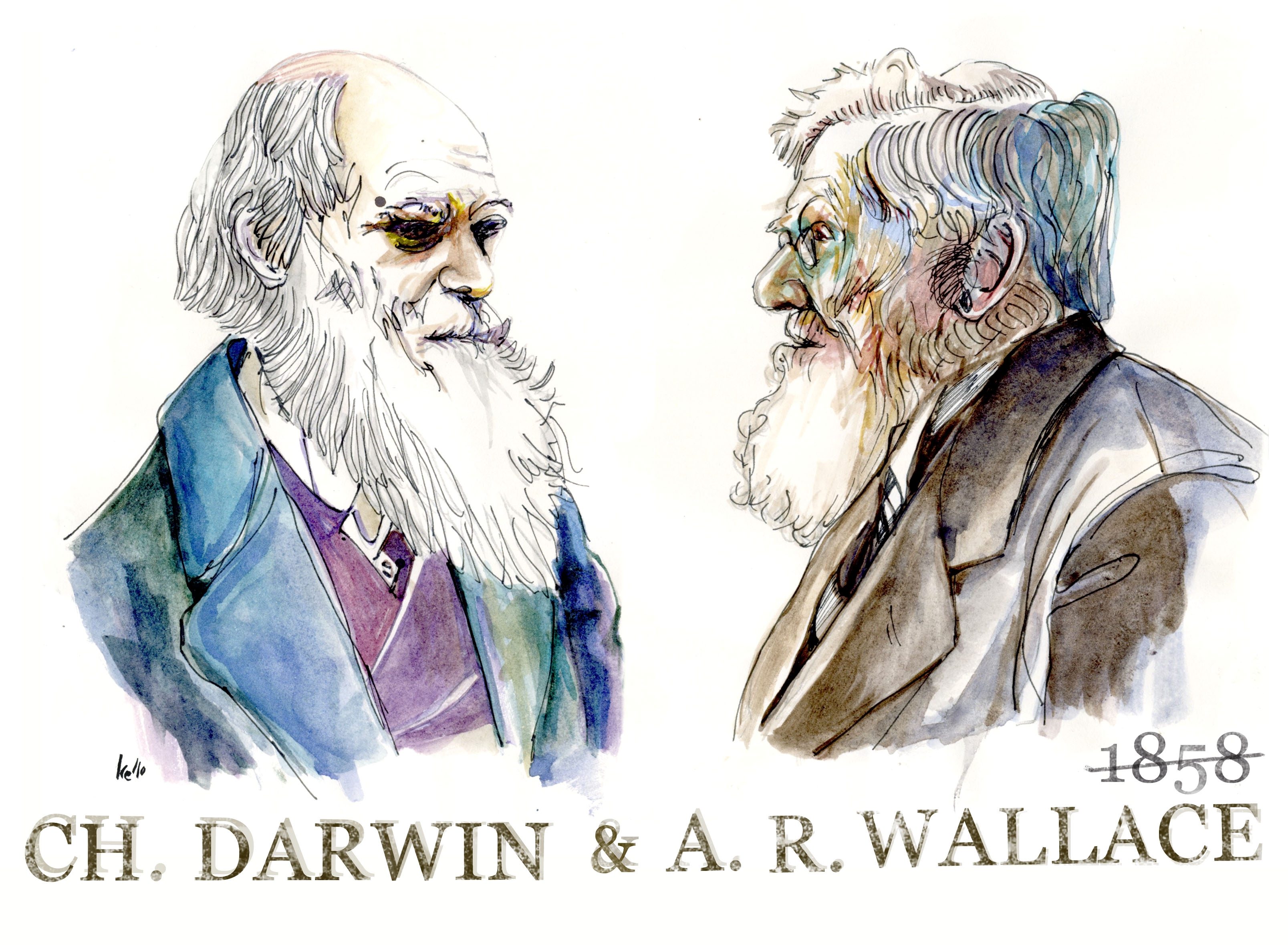 Адаптации дарвин. Теория Чарльза Дарвина.