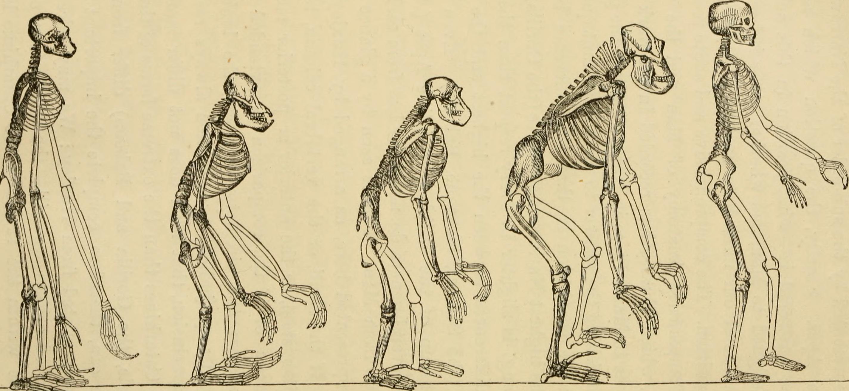 Отличие человека от животного скелет. Скелет человека и человекообразных обезьян. Скелет человекообразной человекообразной обезьяны. Скелет гиббона. Сравнение скелета человека и человекообразной обезьяны.