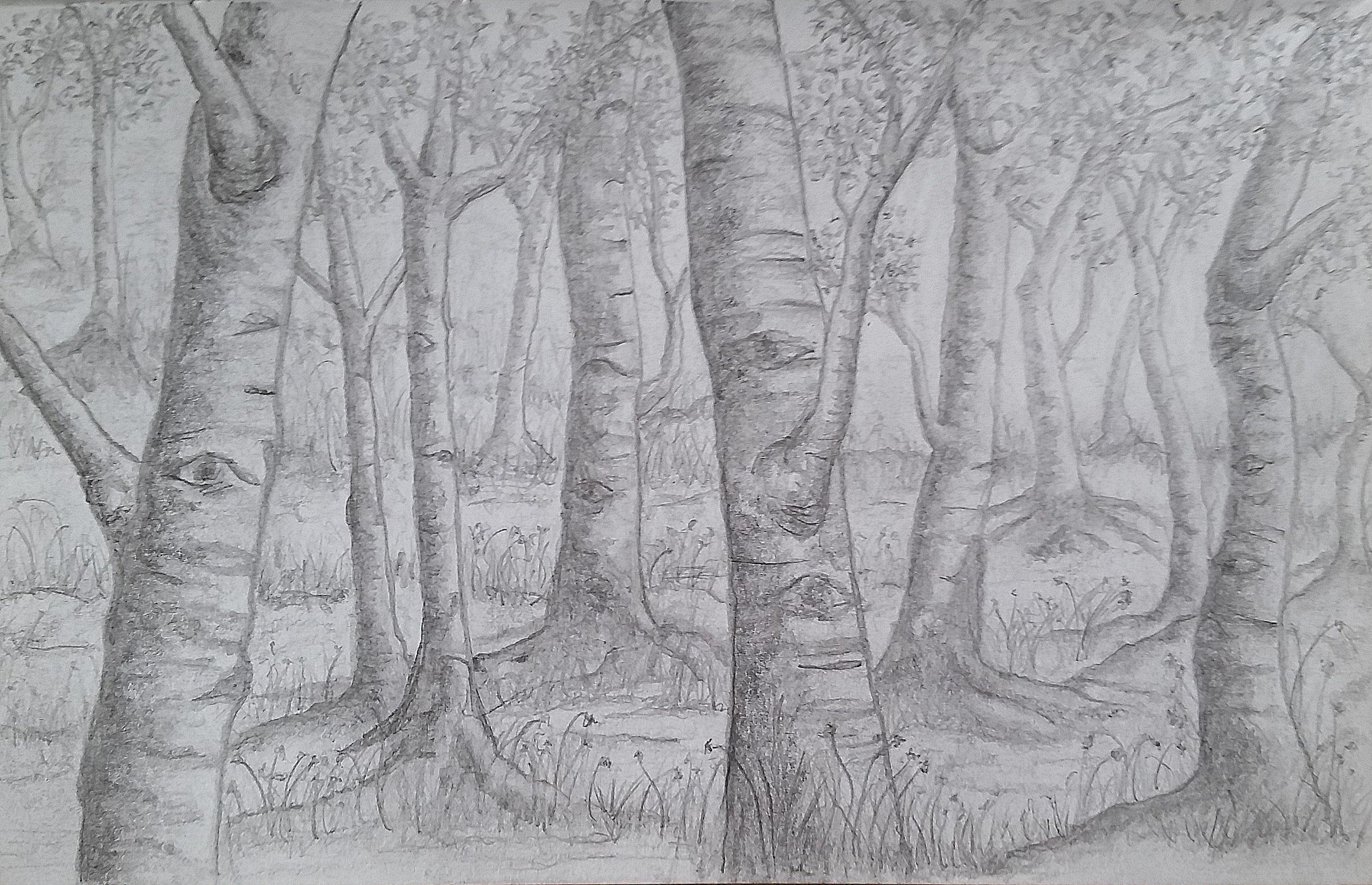 Лес карандашом легко. Дерево рисунок карандашом. Рисунок леса для срисовки. Лес карандашом. Пейзаж леса карандашом.