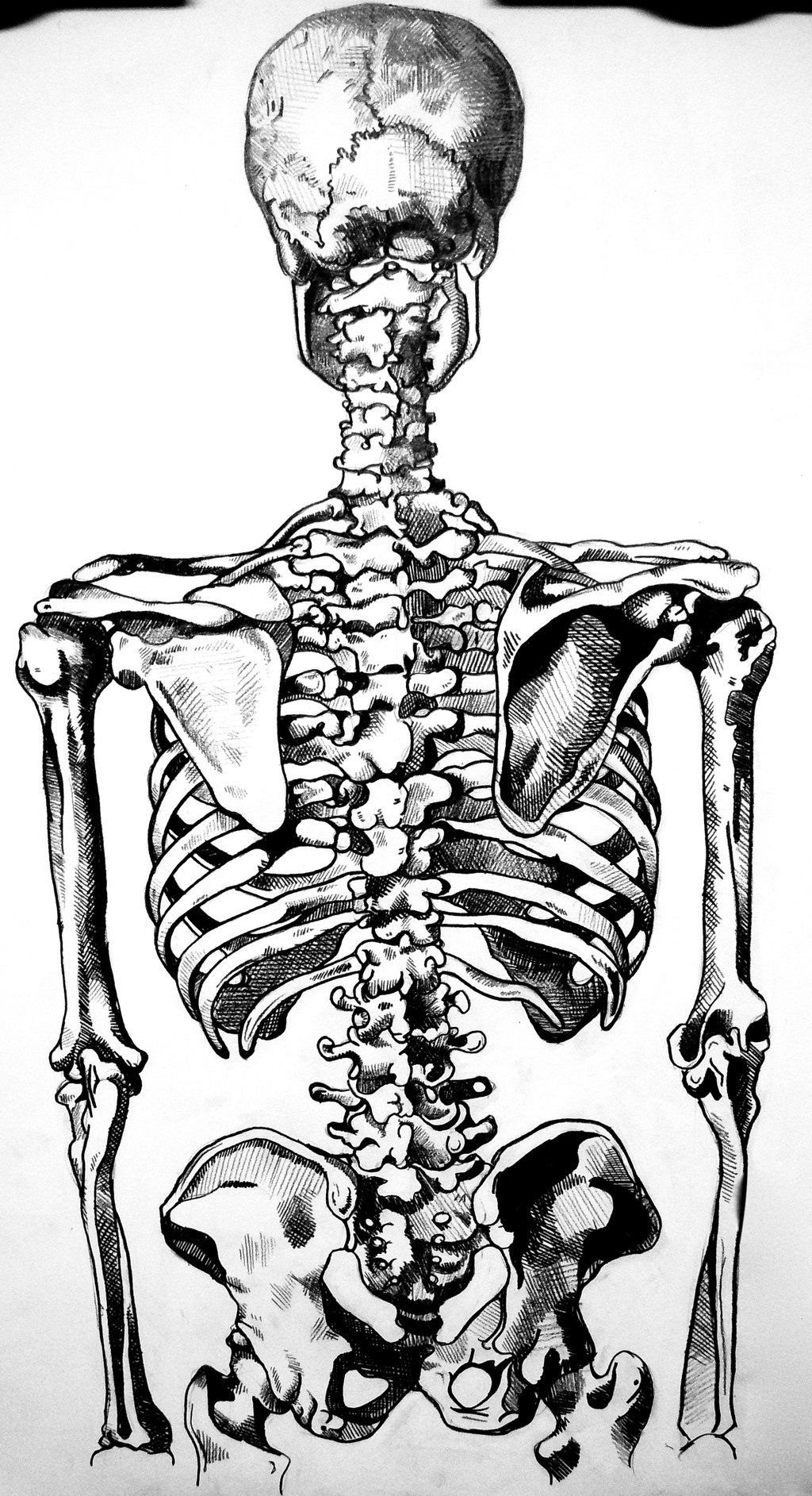 Скелет человека спина. Скелет человека. Скелет со спины. Поясница скелет. Скелет человека со спины.