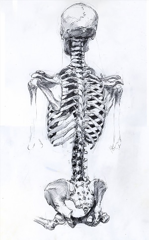 Скелет сзади рисунок