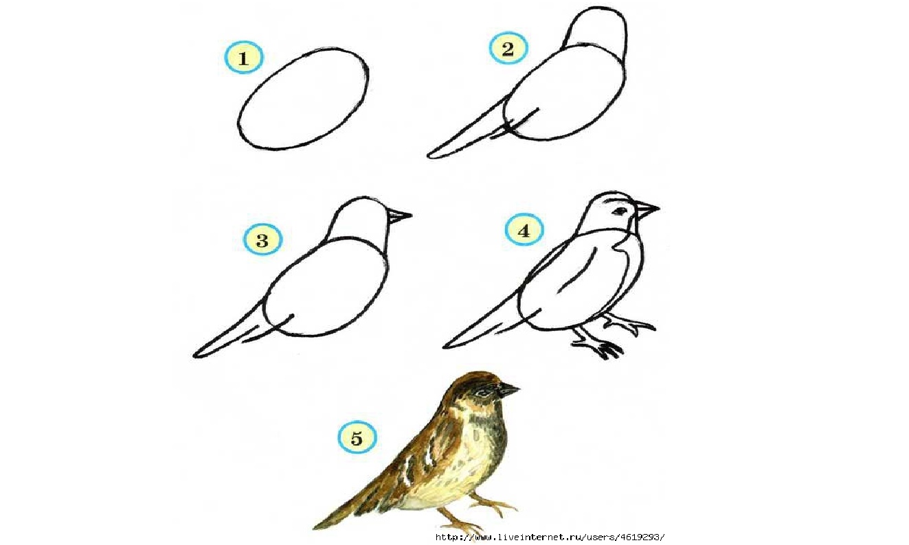 Как нарисовать скворца поэтапно