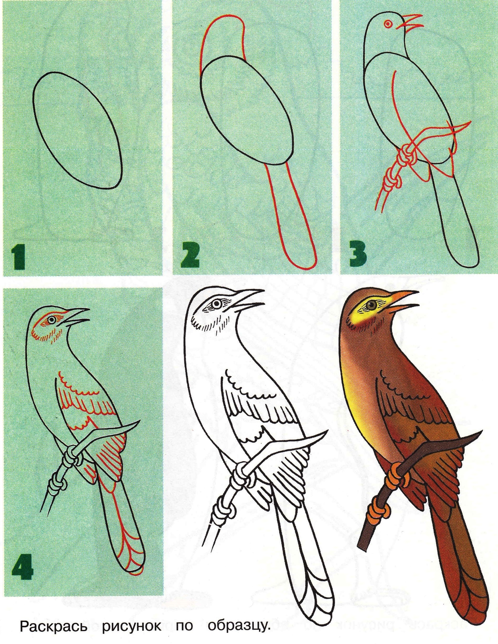 Какие птицы можно нарисовать. Последовательное рисование птицы. Поэтапное рисование птиц. Этапы рисования птицы. Пошаговое рисование птицы.