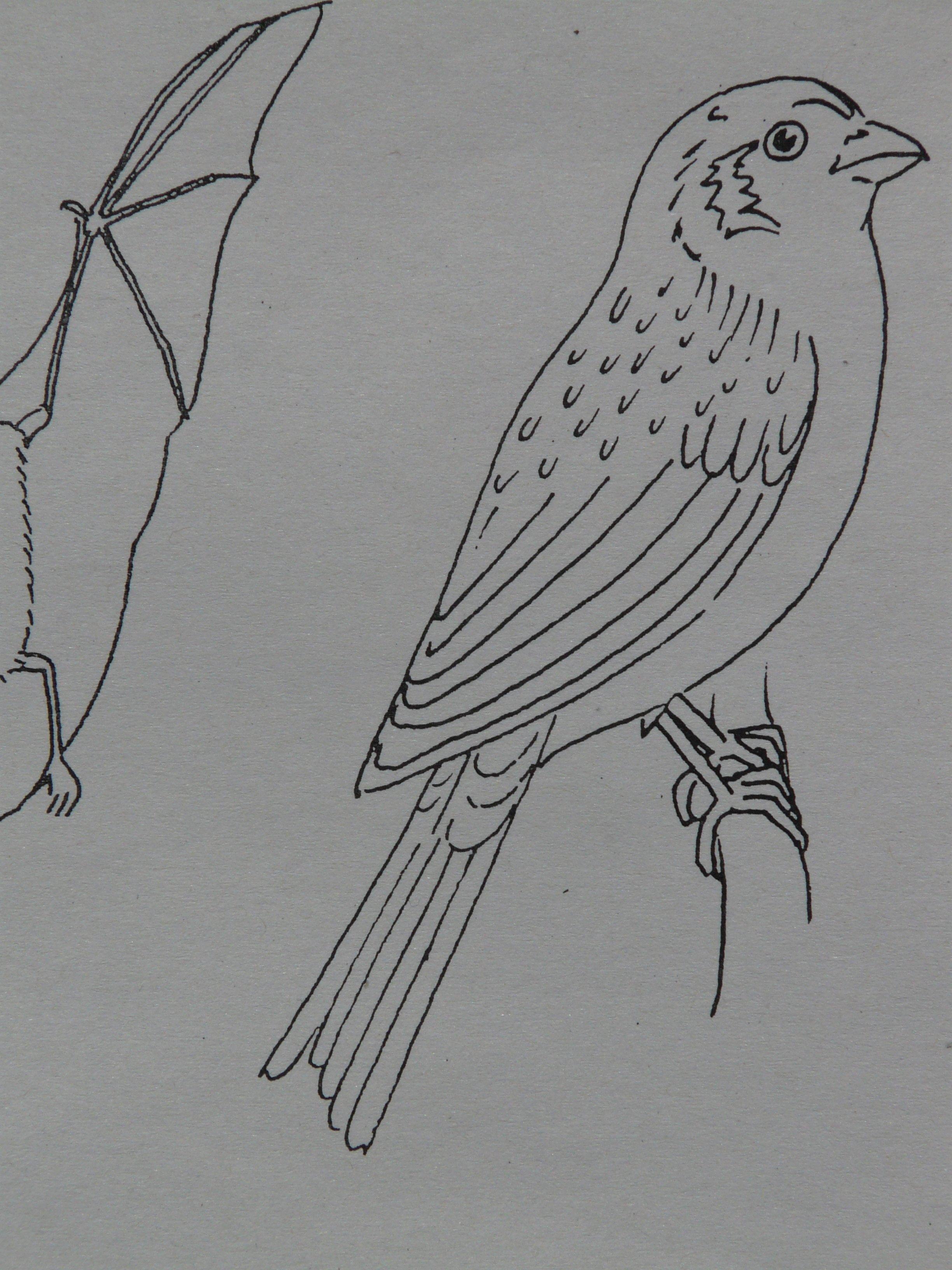 Рисунок птиц карандашом легкие. Птица карандашом. Рисунки птиц карандашом для начинающих. Рисунки птиц для срисовки. Нарисовать птицу карандашом.