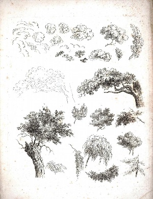 Зарисовка группы деревьев различных пород