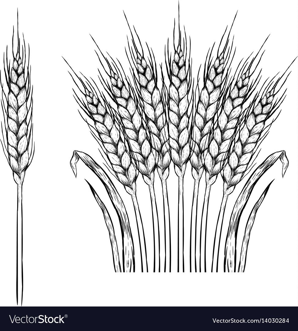 Колосья хлеба рисунок карандашом