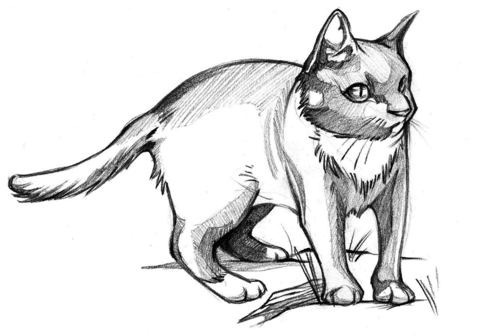 Коты для срисовки карандашом. Кошка рисунок. Рисунок кошки для срисовки. Кошка рисунок карандашом. Рисунок кошки карандашом для срисовки.