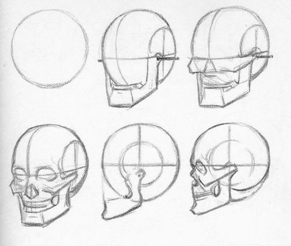 Череп рисунок карандашом анатомия