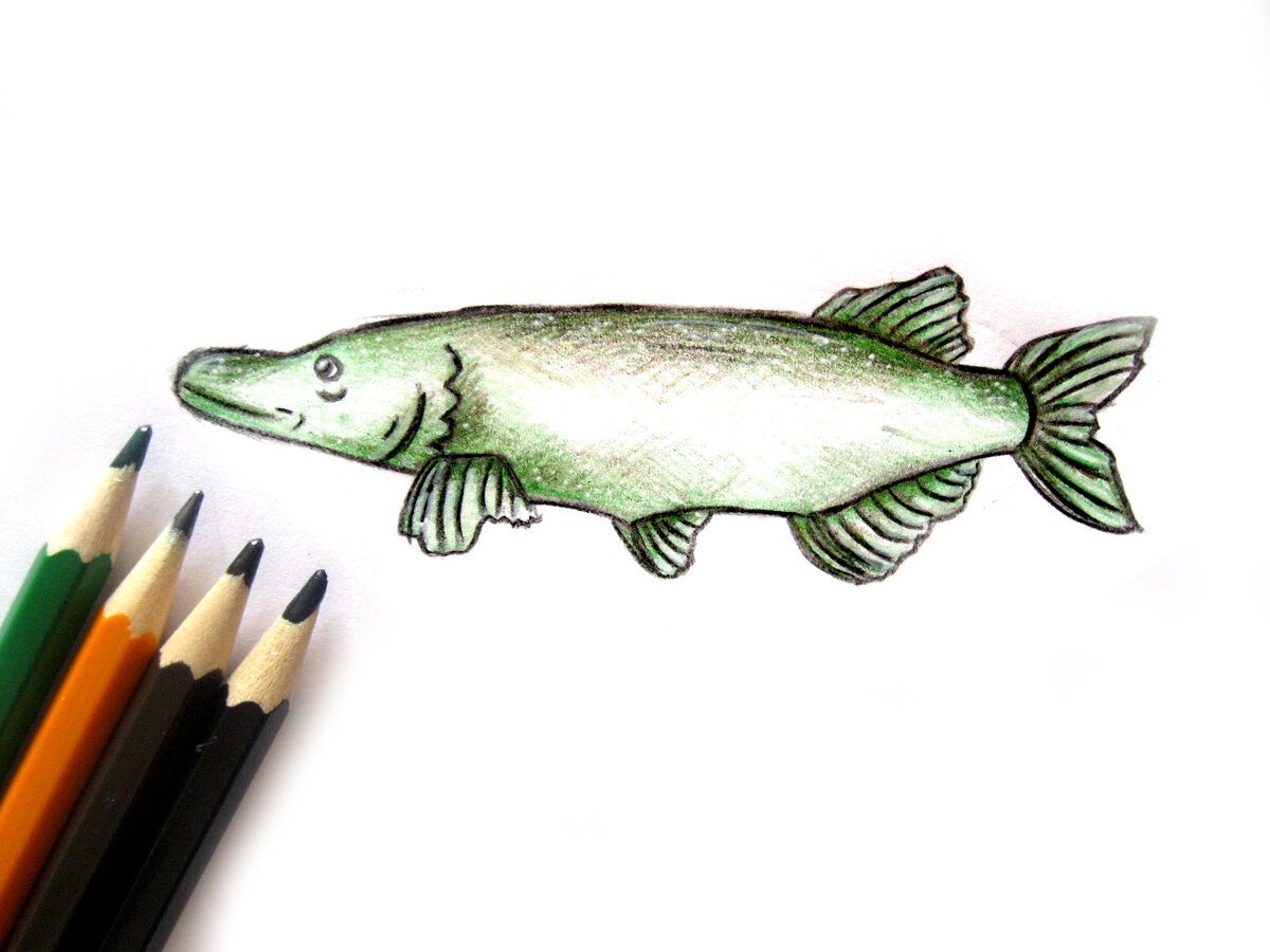 Щука карандаш. Нарисовать щуку. Рыба карандашом щука. Нарисовать щуку карандашом.