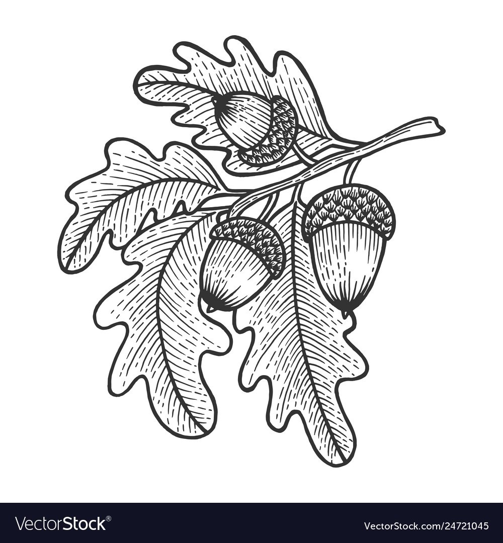 Дубовая веточка с желудями рисунок