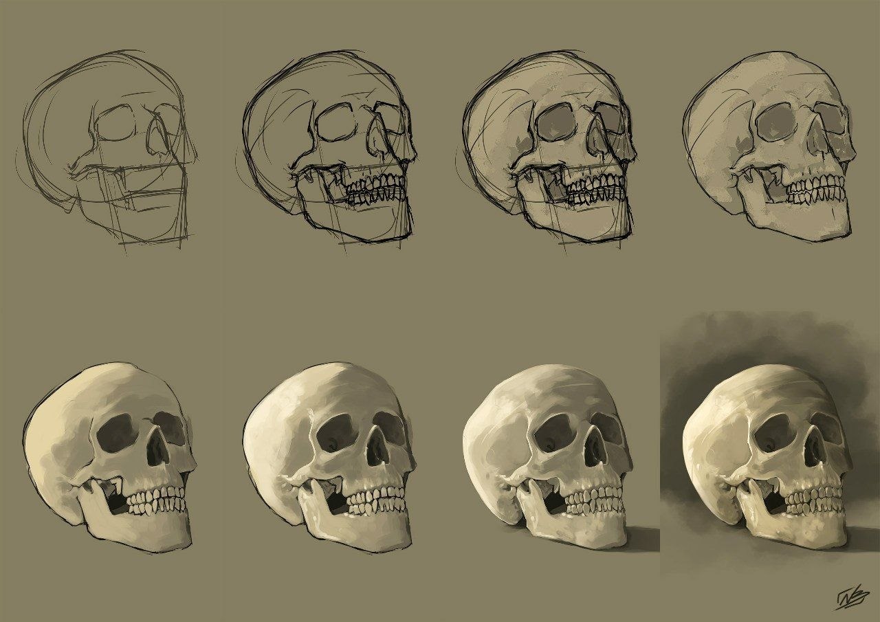 Череп человека рисунок поэтапно