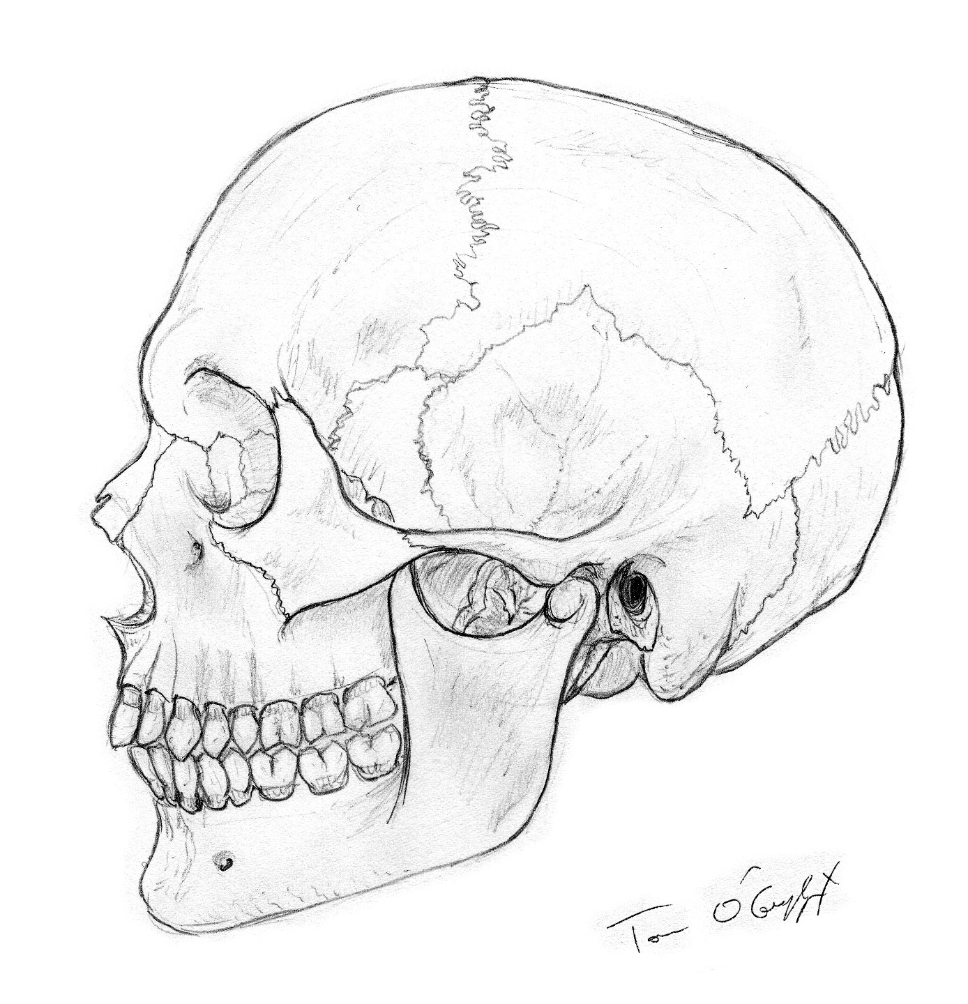 Череп человека нарисовать карандашом