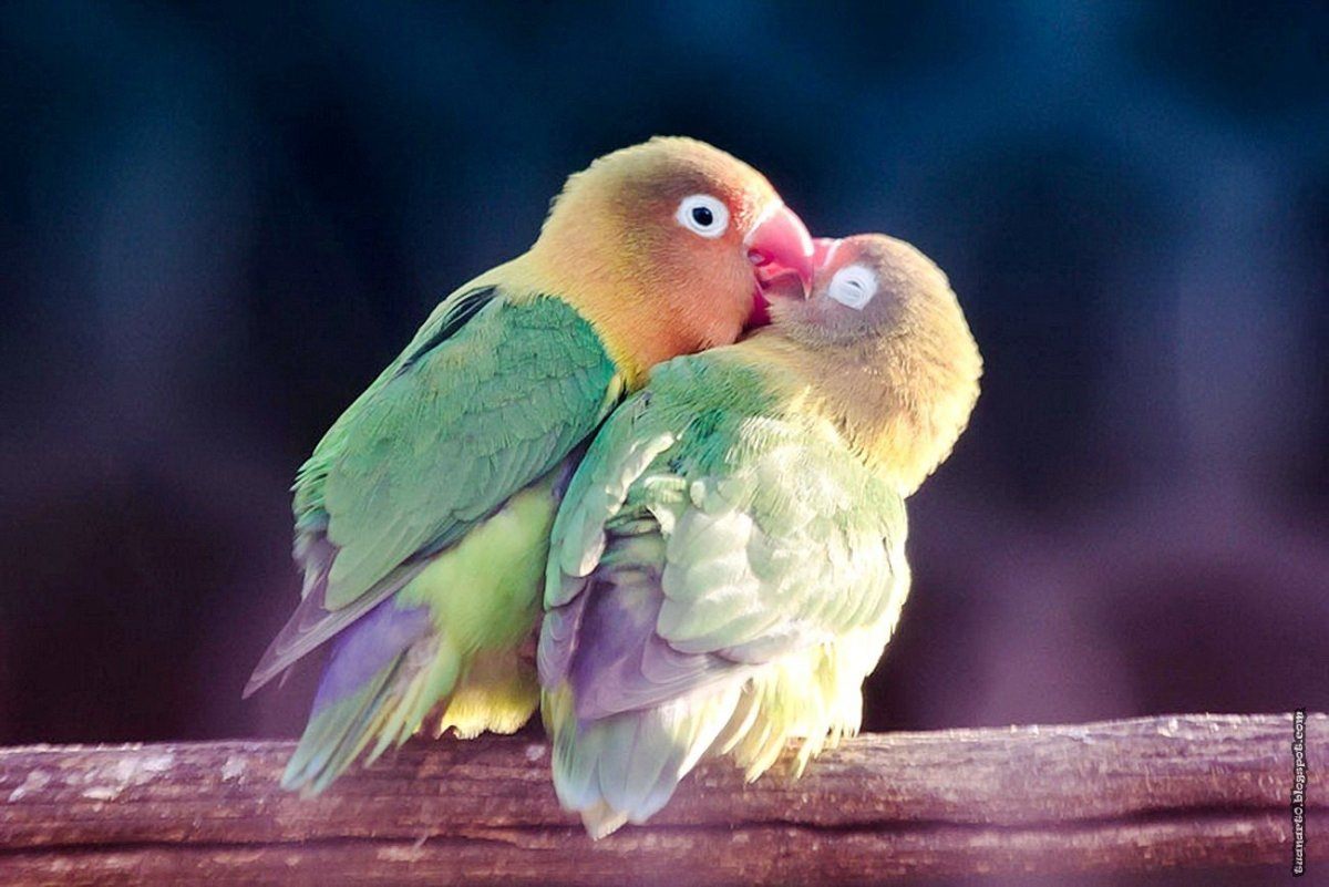 Попугаи неразлучники фото красивые