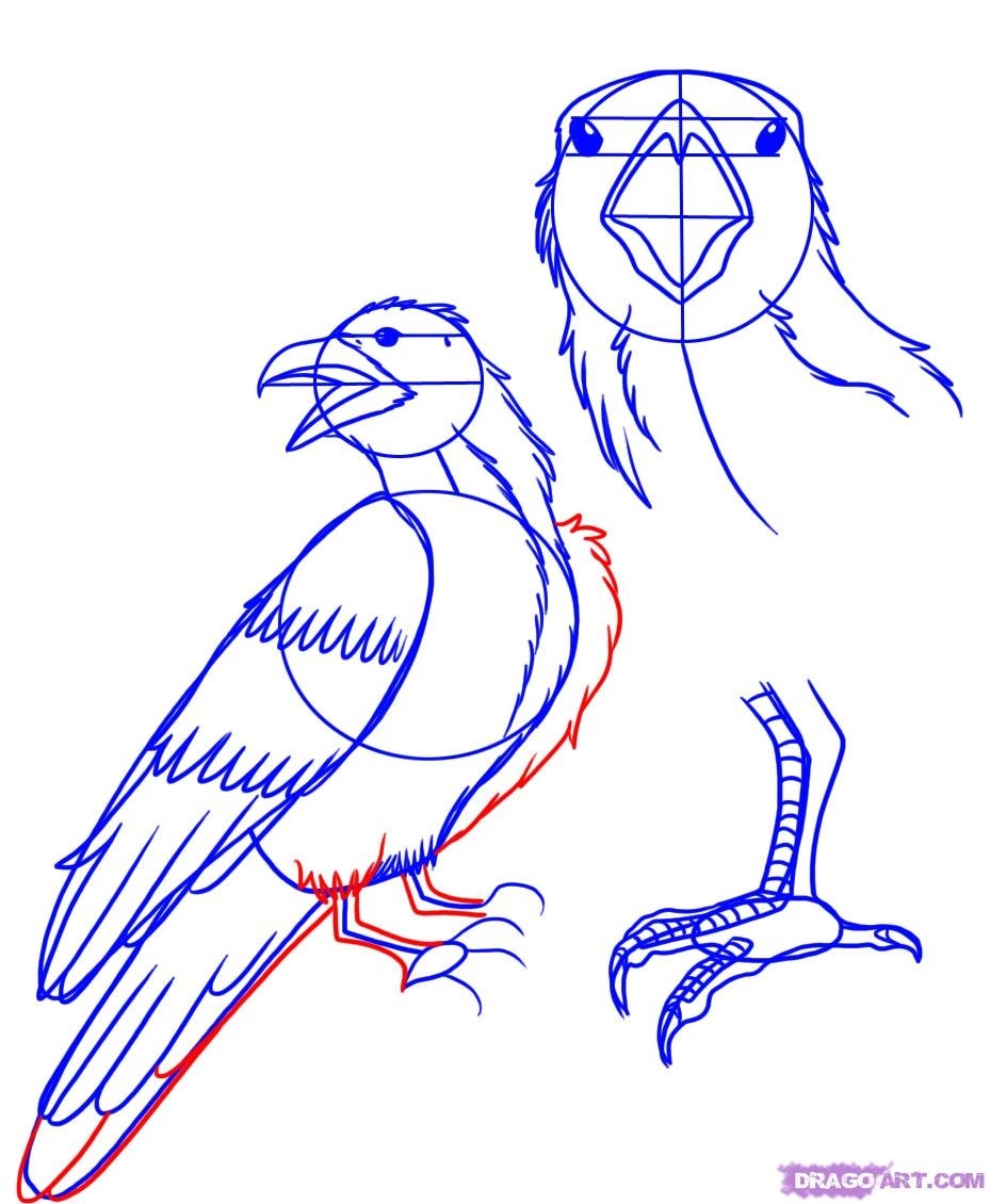 Как рисовать ворону поэтапно