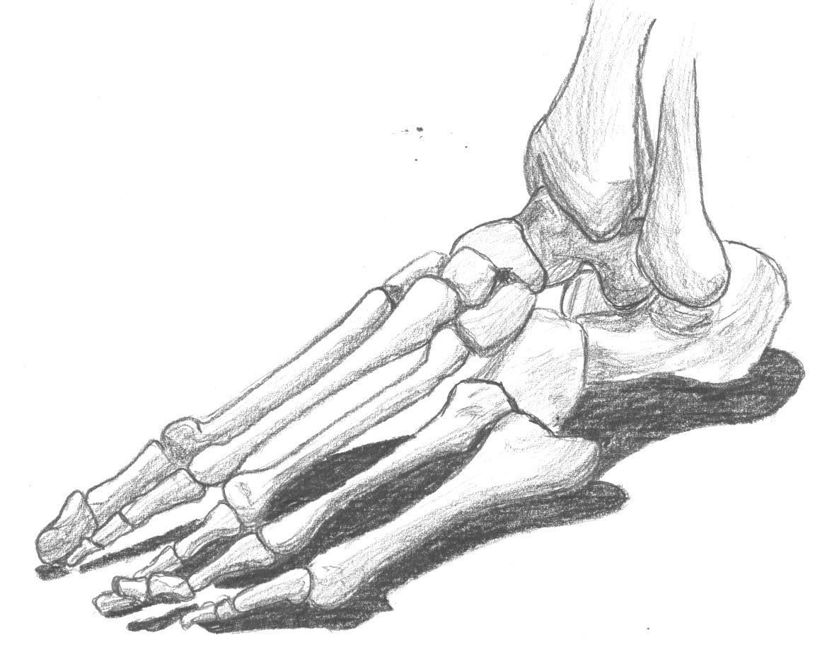 Кости подошвы. Скелет стопы. Скелет стопы человека. Стопа ноги анатомия. Скелет человеческой стопы.
