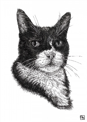 Портрет черного кота