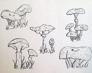 Съедобные грибы для срисовки