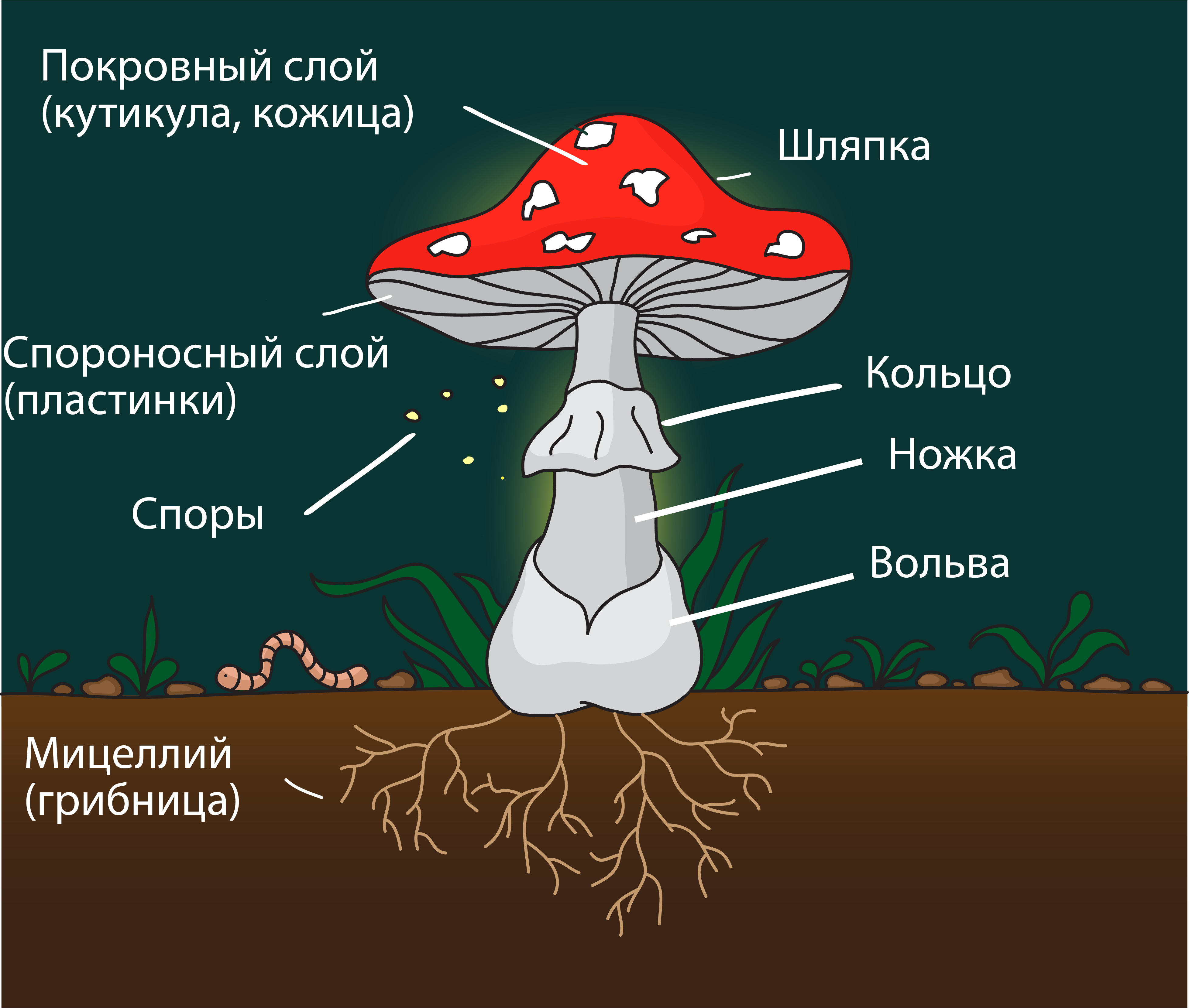 Главной частью шляпочного гриба является. Строение шляпочного гриба мухомора. Мухомор гриб строение гриба. Грибы строение шляпочных грибов. Строение грибницы мухомора.