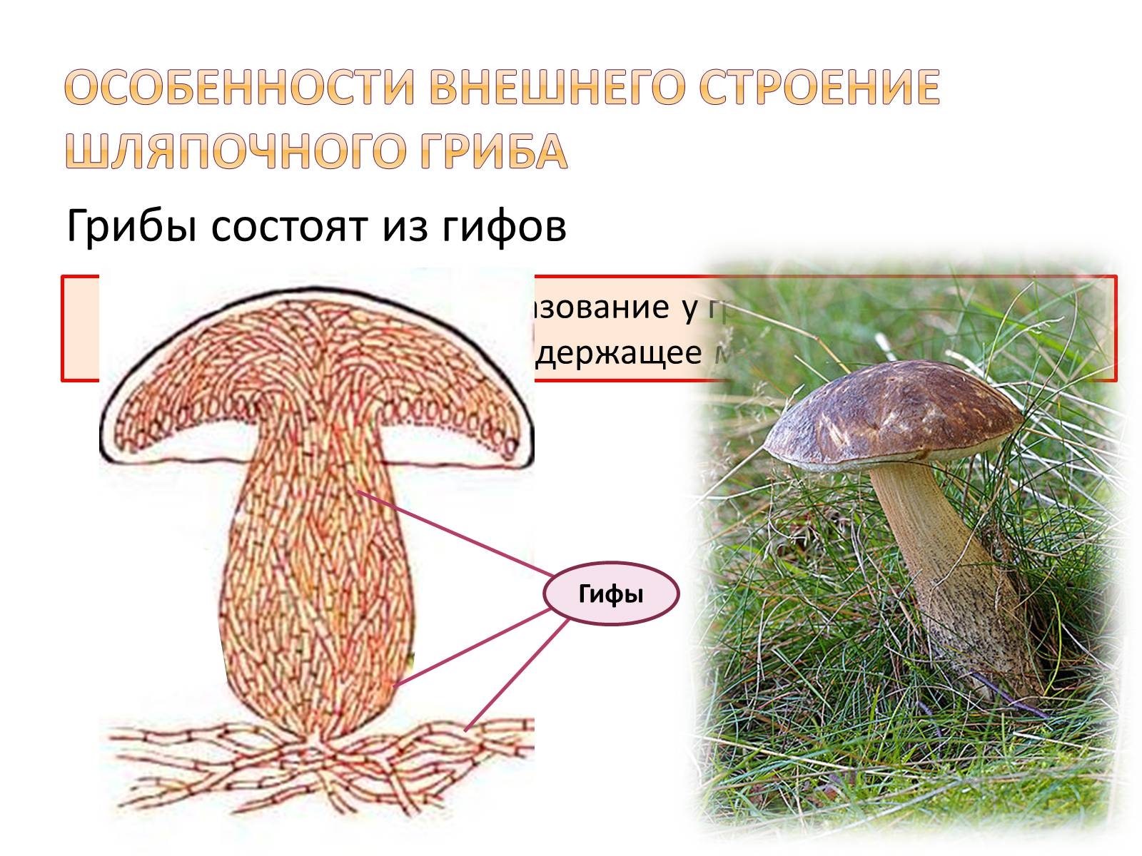 Из чего состоит белый гриб. Схема плодовое тело шляпочного гриба. Грибы строение шляпочных грибов. Строение шляпочных грибов картинки. Строение грибницы мицелия.