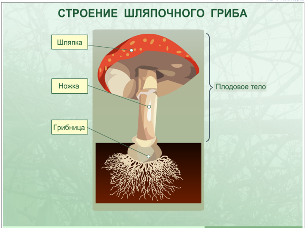 Главная часть любого гриба. Грибы строение шляпочных грибов. Гриб строение шляпочного гриба. Строение шляпочного гриба мухомора. 3. Строение шляпочного гриба.