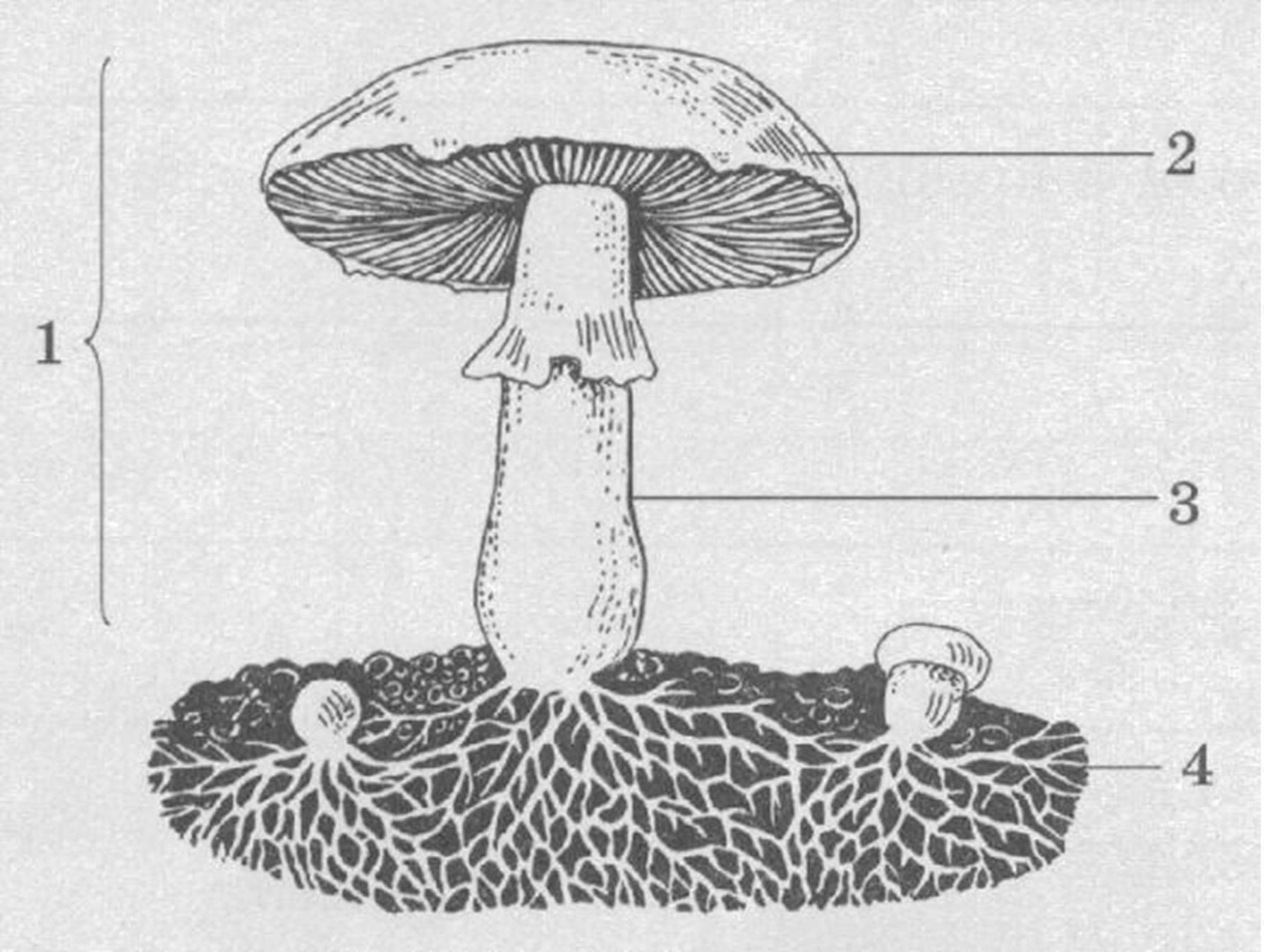 Могут формировать плодовые тела грибы или растения