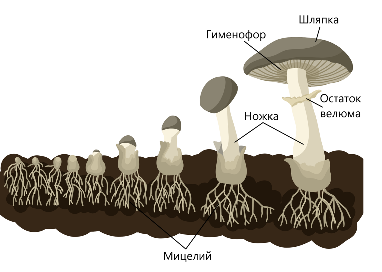 Пластинчатый гименофор. Строение базидиальных грибов. Строение гриба. Строение гриба рисунок. Мицелий шляпочных грибов