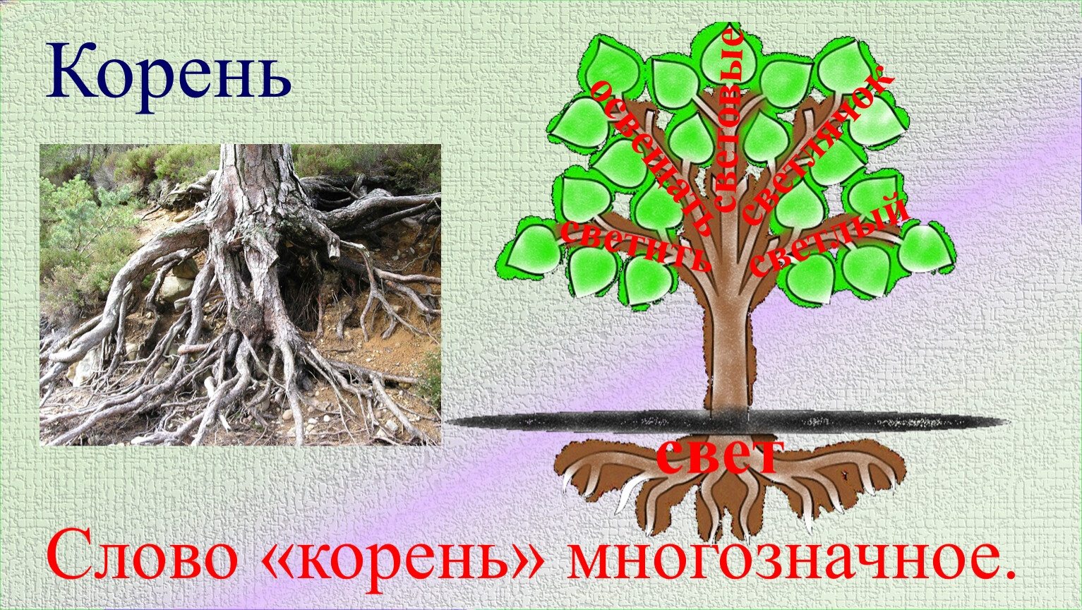 Корень в словах стояла стой. Корень слова. Слова с корнем много. Корень многозначное. Дерево многозначное слово.