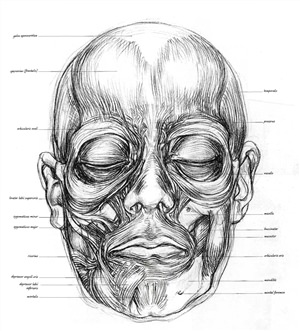 Анатомия лица рисунок