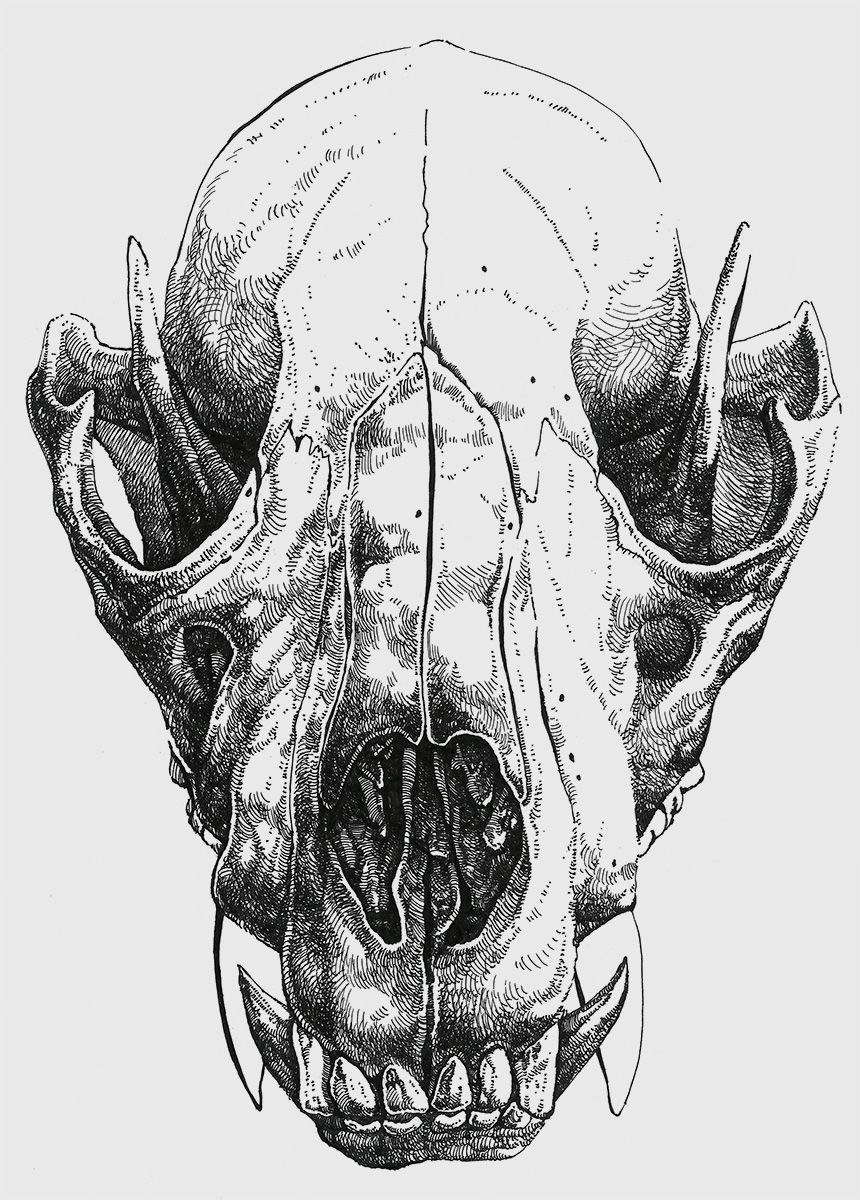 Картинки для срисовки череп собаки